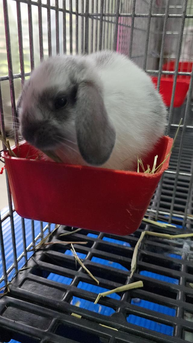 กระต่ายมินิเร็กซ์,ฮอลแลนด์ลอป,นิวซีแลนด์ไวท์