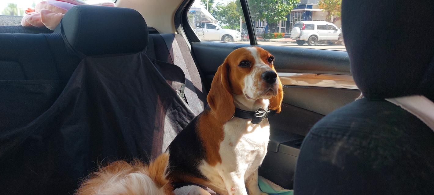 ขายสุนัขพันธุ์บีเกิ้ล