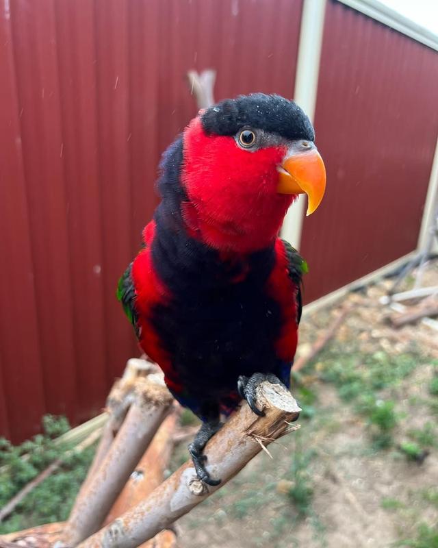 Black Cap Lory Parrots ( Talking )