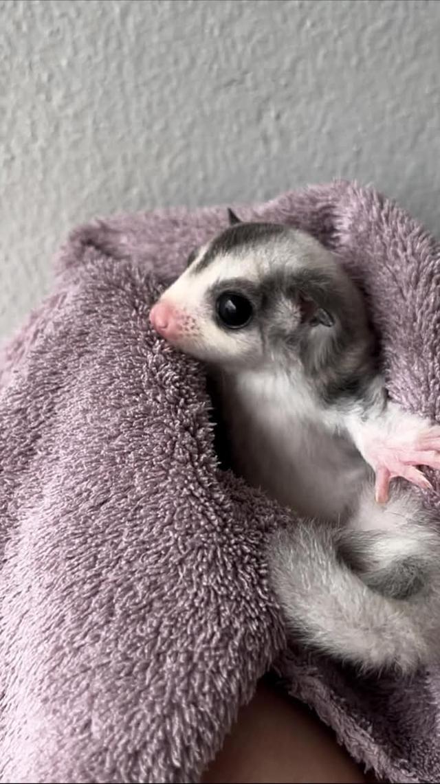 พร้อม Sugar Glider นัดรับกทม.