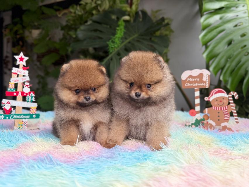 ปอมแท้ไซส์เล็กสีส้มเพศเมีย