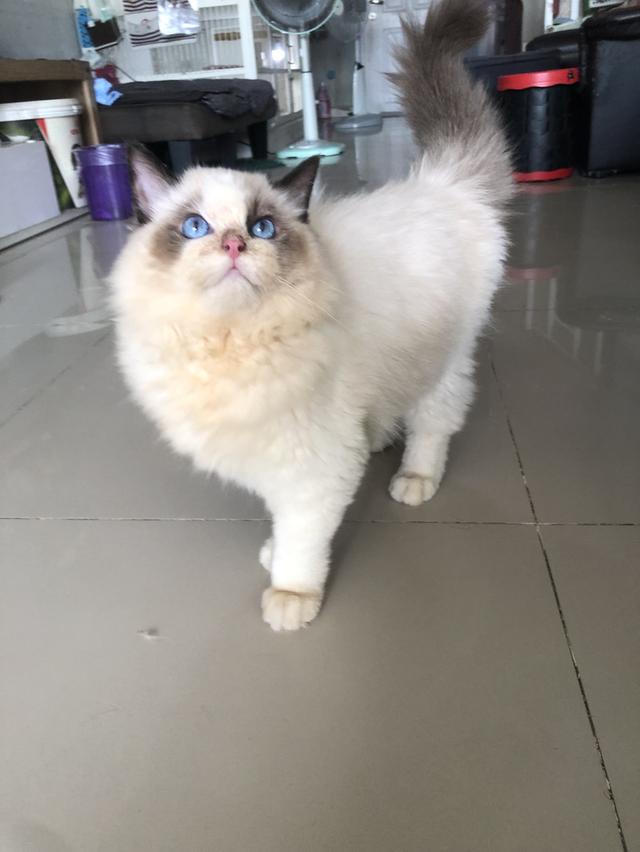 แมวแร็กดอล ดชอายุ3เดือน รูปที่ 2