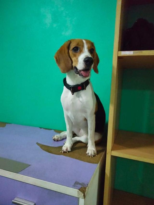 บีเกิล (Beagle) สุนัขพันธุ์เล็ก 3