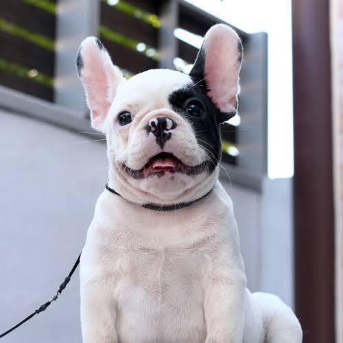 เฟรนช์ บูลด็อก (French Bulldog) 3