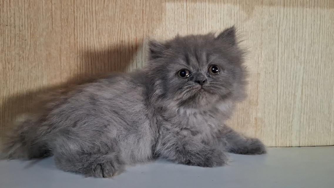 ลูกแมวบริติชสีบลูเพศหญิง