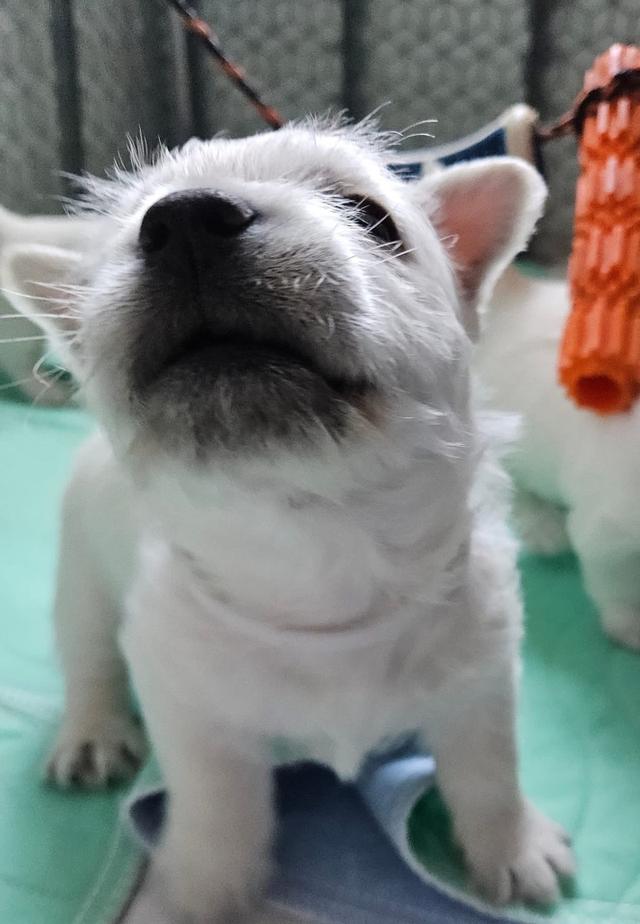 ลูกหมา West Highland White Terrier สินสอดเบาๆ 5