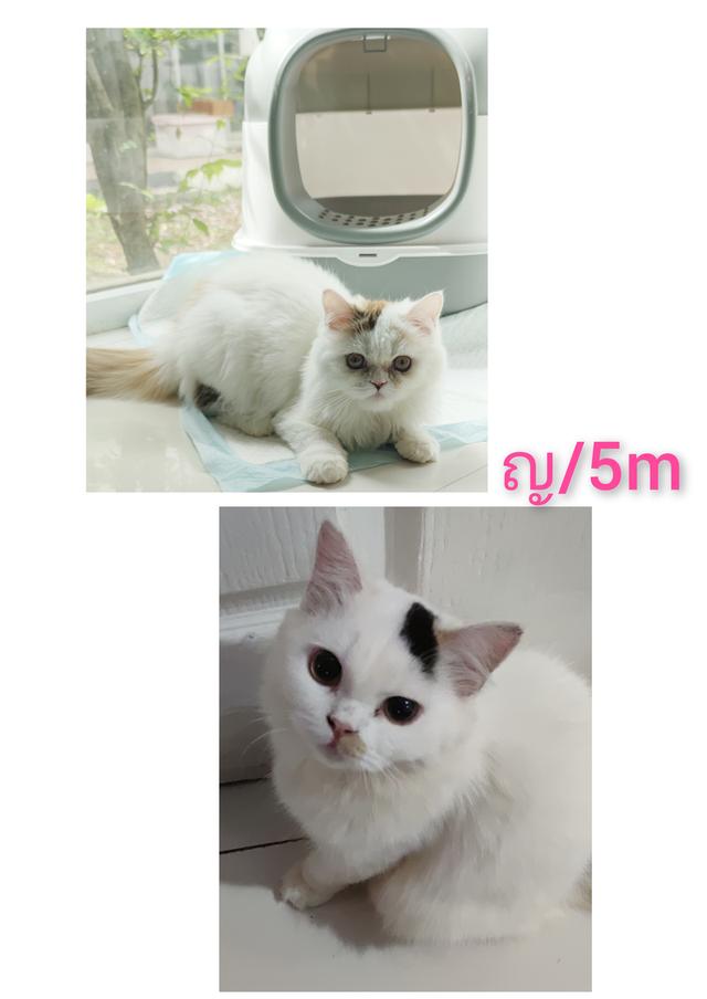 หาบ้านใหม่พร้อมย้ายจ้า