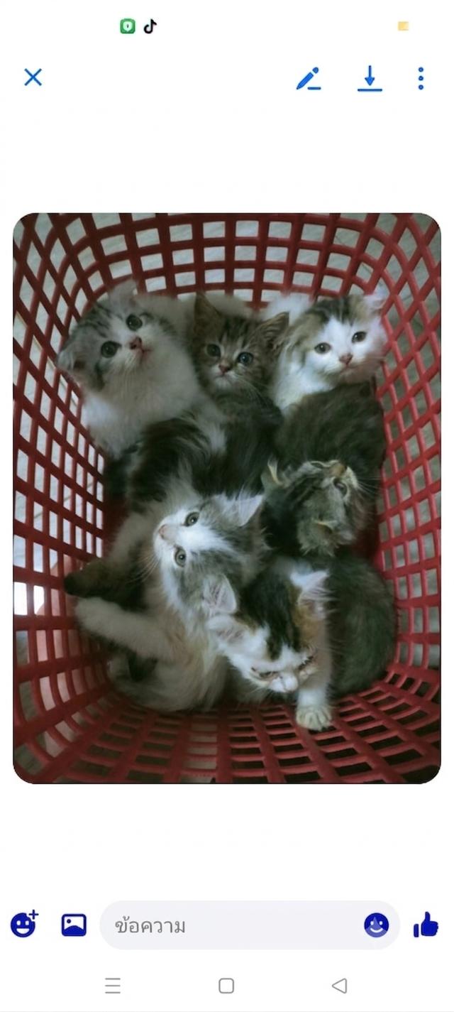 สก็อตติชแท้ชายหญิงลพบุรี รูปย่อยที่ 2