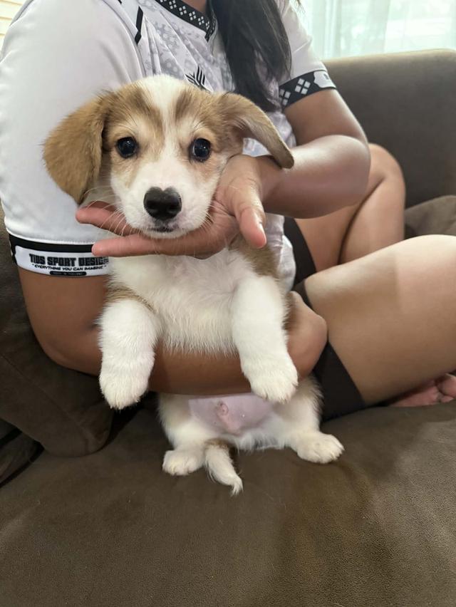Corgi Male 3 month with long tail #1
