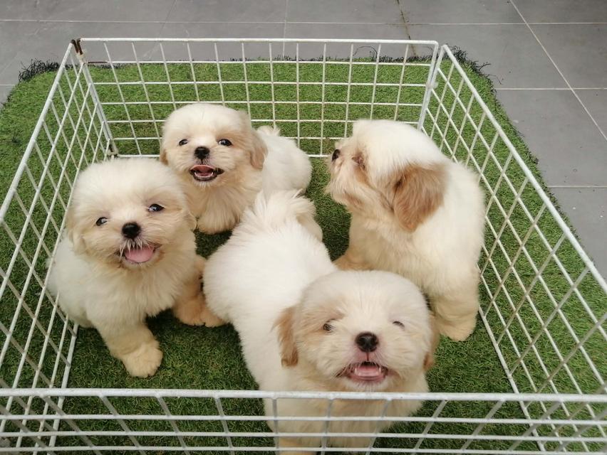 ด่วน!! ชิสุห์เเท้ 6900 ลดเหลือ เริ่มต้น 4000 สีขาวครีม สีหายาก ช.3 ญ 1  วัคซีน ถ่ายพยาธิเทสลำไส้ พร้อมย้าย รูปที่ 2