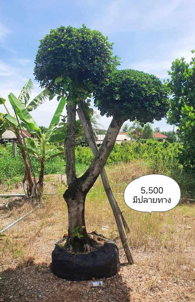 ไทรต่อยอดช้อนเงินช้อนทอง รูปที่ 9