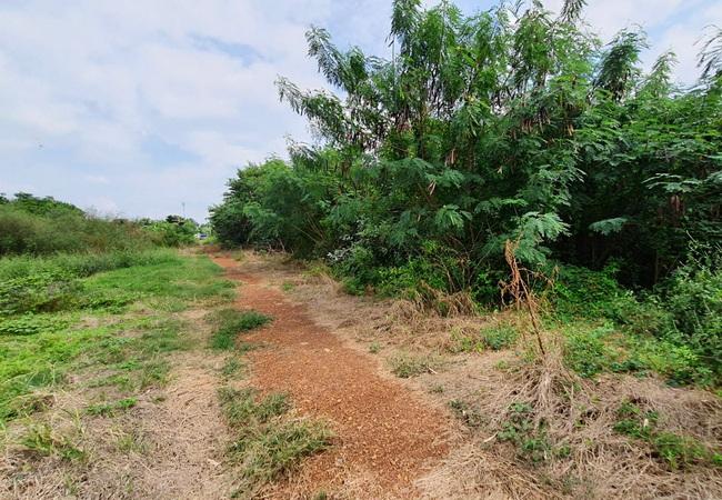 ขายที่ดิน ถนนฤชุพันธ์(บางบัวทอง-สุพรรณบุรี) ตำบลไทรใหญ่ อำเภอไทรน้อย นนทบุรี 7