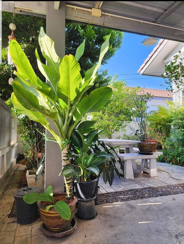 ขายบ้านเดี่ยวชั้นเดียวพร้อมที่ดิน หมู่บ้านมนตรีพฤกษาชล 2 – แม่กลอง จังหวัดสมุทรสงคราม 12