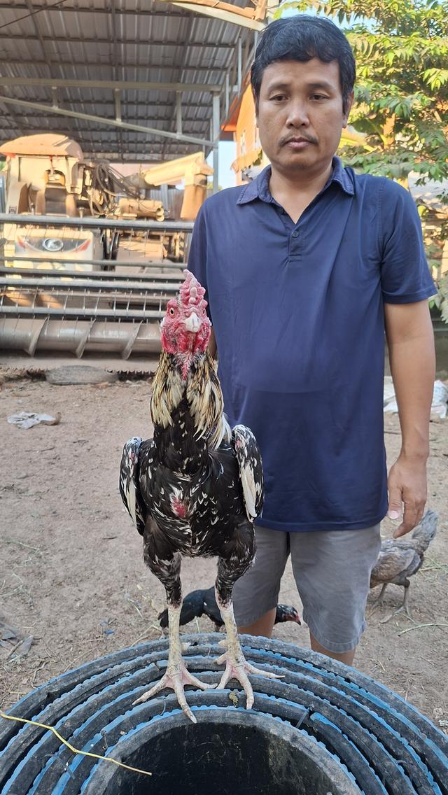 ซุ้มไก่ชน ป่าก๋อย คชินทร์ฟาร์ม