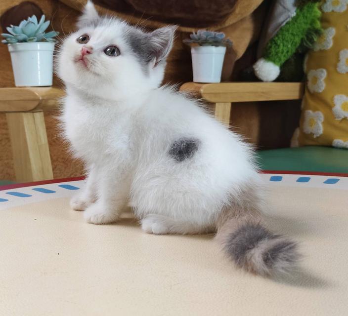 แมว สก๊อตติช Scottish Oscat cattery chiangmai