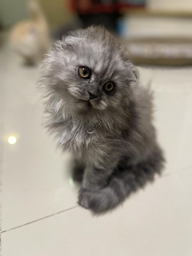 น้องแมวขี้อ้อนหูพับ(ชาย 2 เดือน)พร้อมย้าย 3