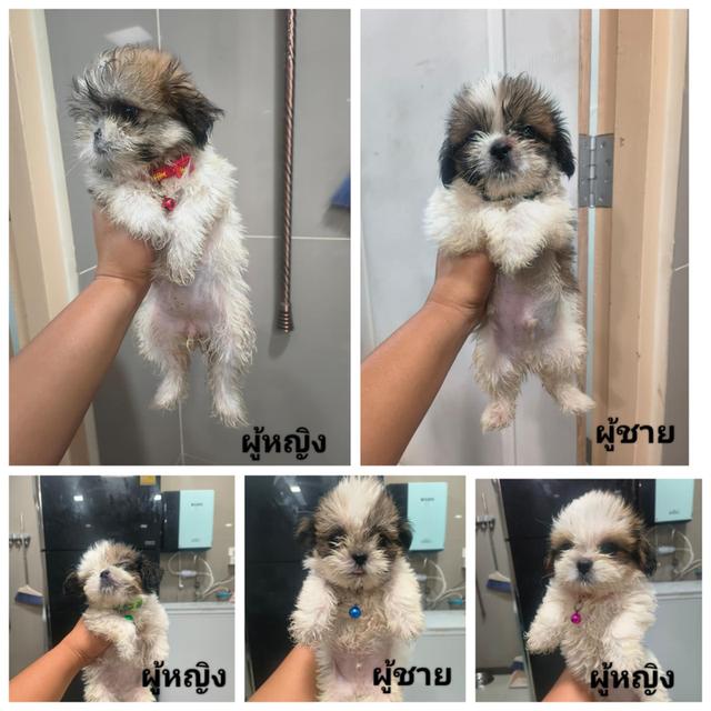 ชิสุทอย ผสม มอลทีส