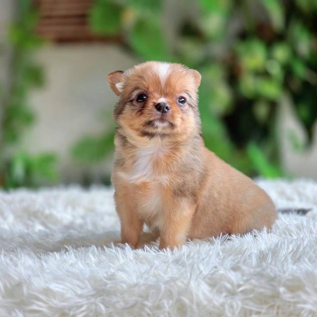 ชิวาวาแท้ เพศเมีย ขนยาว รูปที่ 4