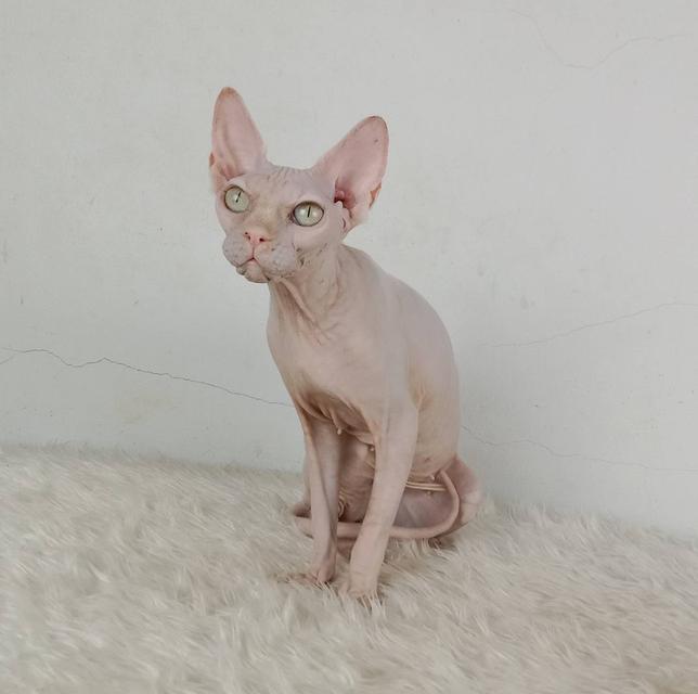 24.แมวสฟิงซ์/เพศเมีย หาบ้าน Sphynx Cat/Female looking for a new home 3