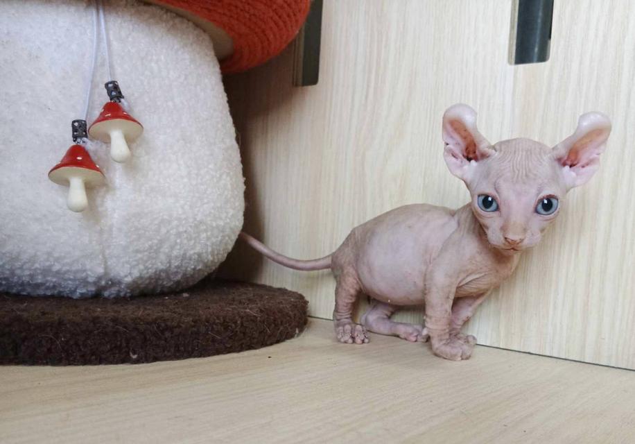 30.แมวดเวล/เพศผู้ หาบ้าน Dwelf Cat/Male looking for a new home