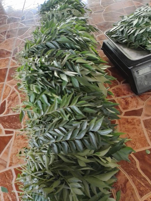 ใบหอมแขก ใบกะหรี่ ใบแแกง (curry leaves)