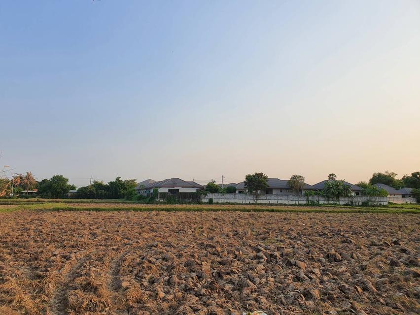 ที่ดิน อ.แปลงยาว จ.ฉะเชิงเทรา 5