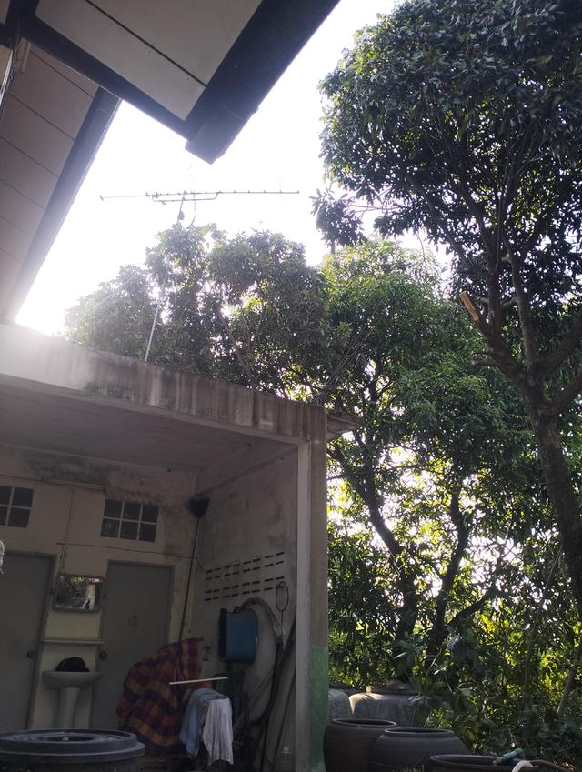 บ้านพร้อมที่ดิน ต.ละหาน อ.จัตุรัส จ.ชับภูมิ 6