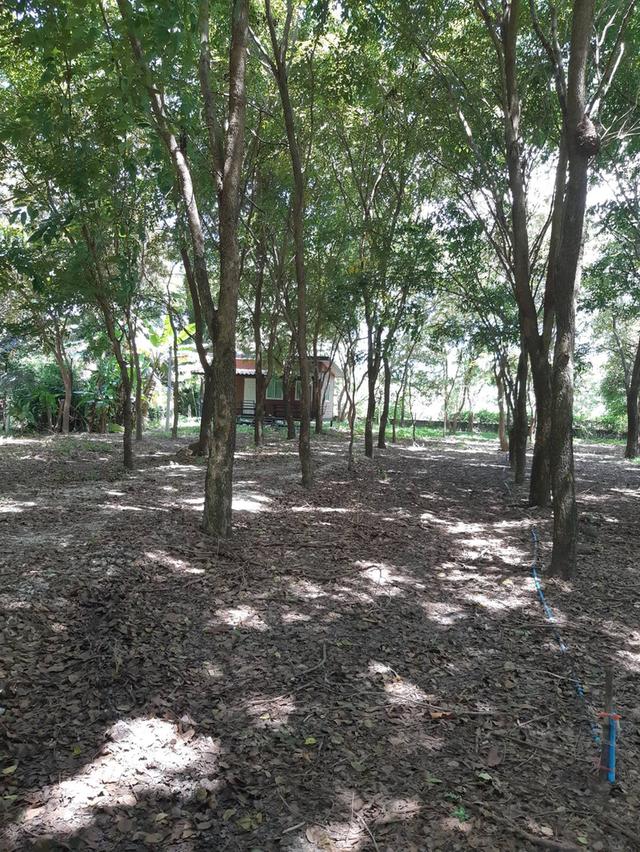 ขายที่ดินพร้อมบ้านพัก 3