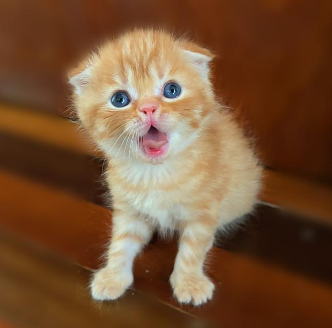 เปิดจองแมวสก็อตติชแท้ รูปที่ 2