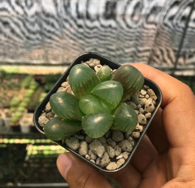 Haworthia ไม้อวบน้ำ 4