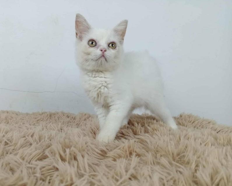 6.แมวมันช์กิ้นขายาว/เพศผู้ Munchkin Cat long legs/Male 4