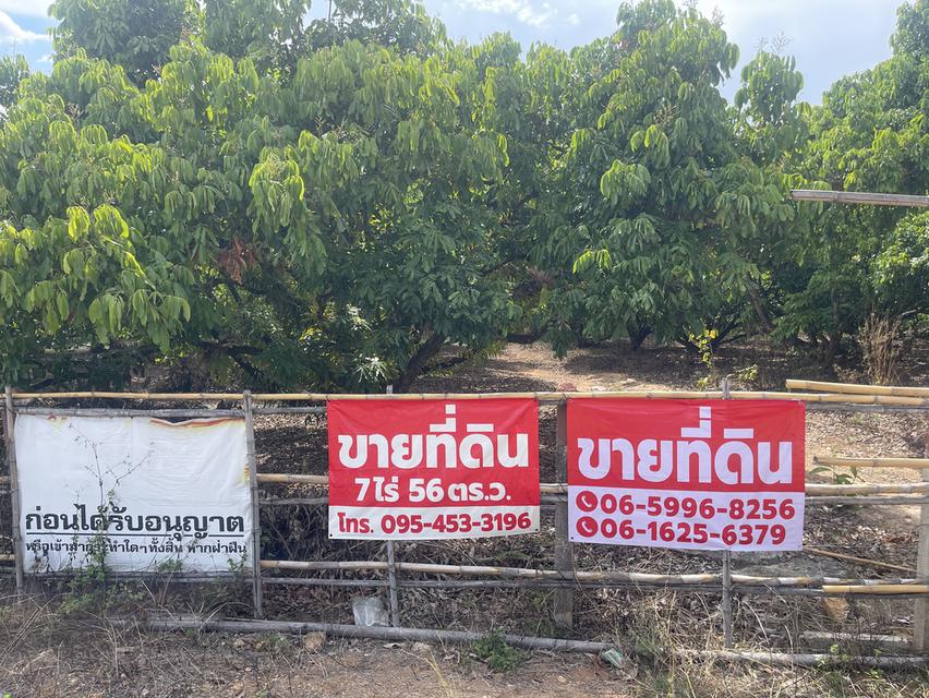 ขายที่ดินสวนลำใย 7ไร่ 56 ตรว. 9
