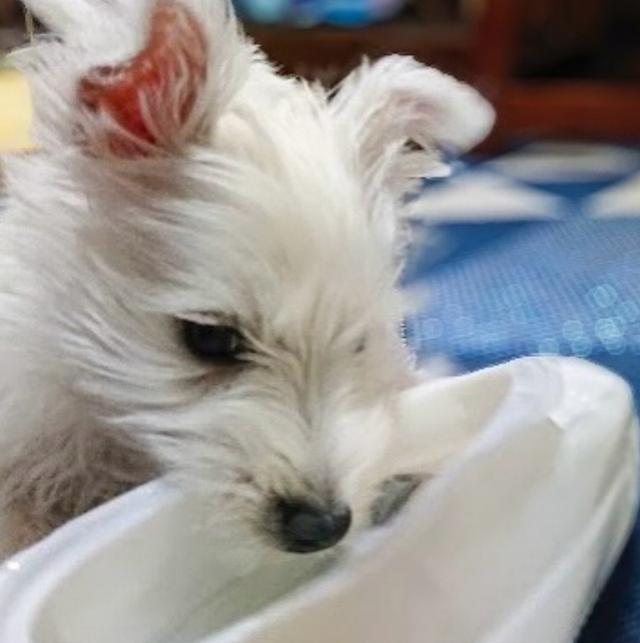 ขายสุนัขพันธุ์ West Highland White Terrier เกรดเลี้ยงเล่น 3