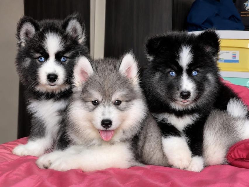 Siberian Husky Thailand | Woolly Coat | Blue Eyes | Healthy Puppies