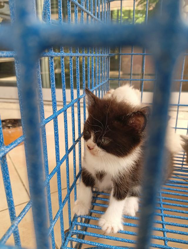 สก็อตติช เพศผู้ น่ารัก รูปที่ 2