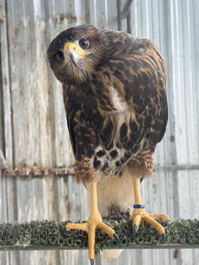 เหยี่ยวแฮริส Harrishawk รูปที่ 6