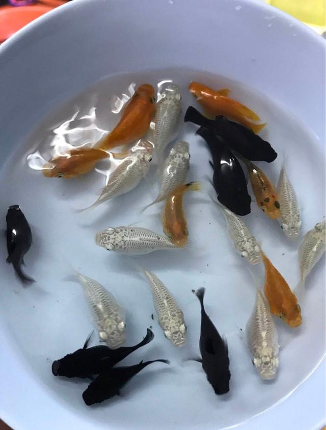 ปลาบอลลูน 5หน่วย80/10หน่วย160 ปลาสวยงาม มีประกันระหว่างการส่ง
