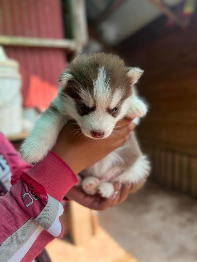 ไซบีเรียนวูดลี่โค้ช ชาย3 หญิง3 รูปย่อยที่ 2