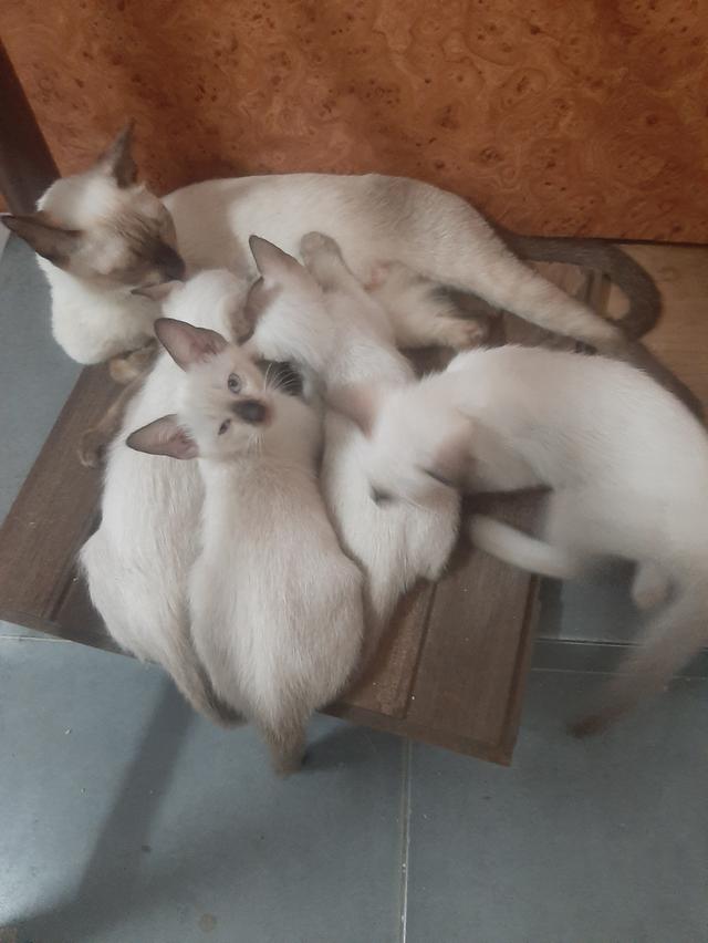 ลูกแมววิเชียรมาศแท้ มีใบเพด (SIAMESE CAT) 8