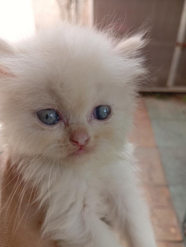 สก็อตติชเพศเมีย น่ารัก รูปที่ 12