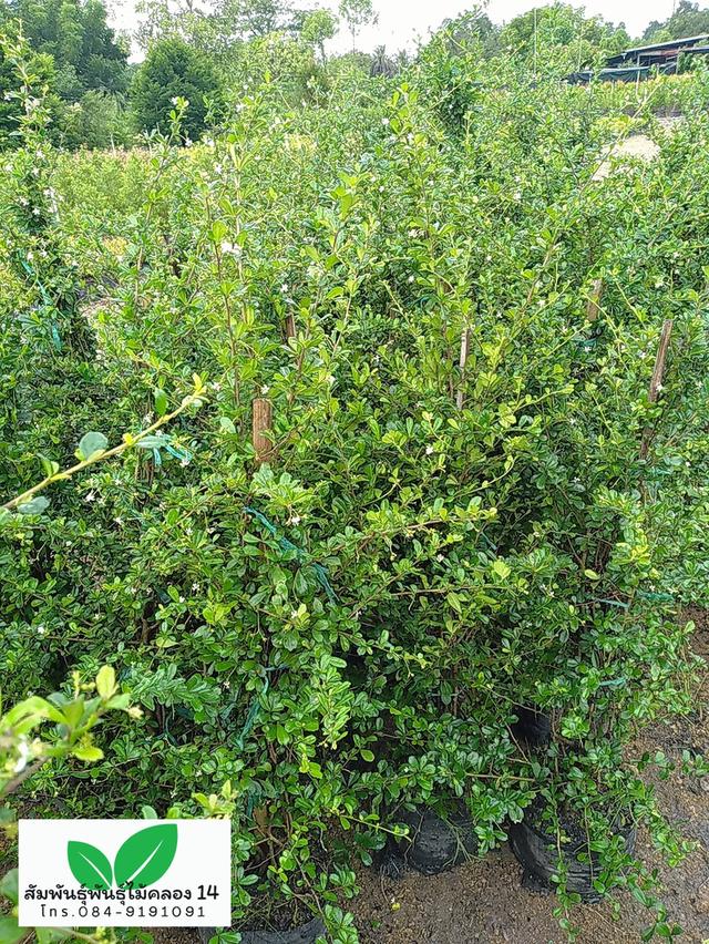 ชาแท่ง ชาดัด ชาฮกเกี้ยน