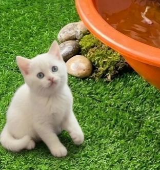 ผู้ชายสก็อตติช 2 เดือนลพบุรี รูปย่อยที่ 2