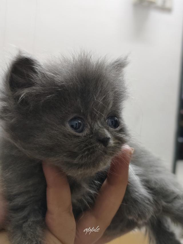 แมว พันธุ์เปอร์เซีย ราคาเบาๆ 3