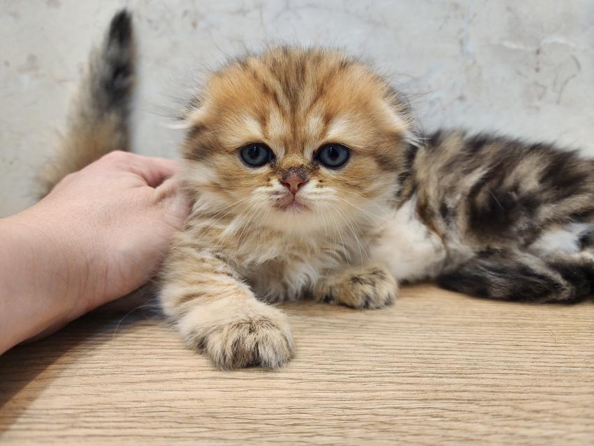 แมว สก็อตติช อายุ 2-3 เดือน ตัวละ 5000 พิกัดไทรม้า 11