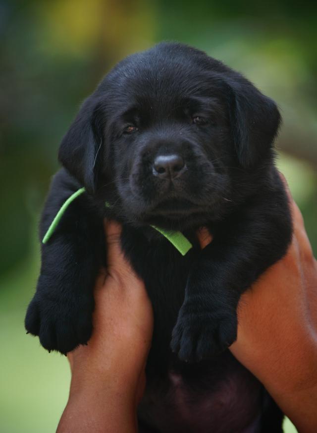 ลูกสุนัข ลาบราดอร์รีทรีฟเวอร์