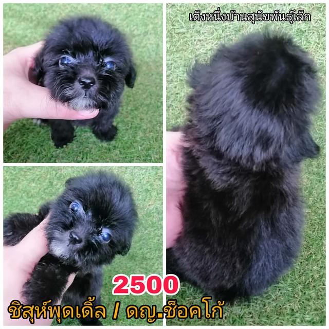 ลูกสุนัขชิสุห์ผสม พร้อมย้าย 16
