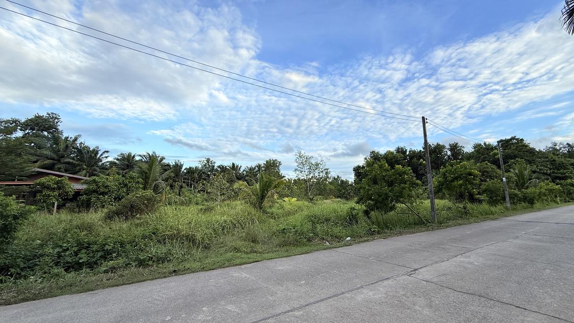 ขายที่ดินใกล้ทางเข้าเมืองชุมพร 2