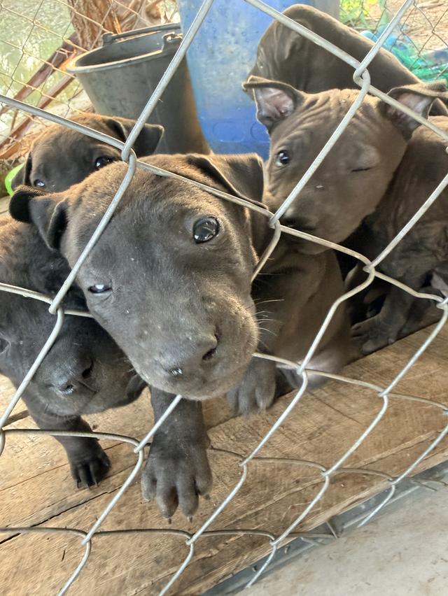 สุนัขไทยหลังอาน เลือด 100% 4