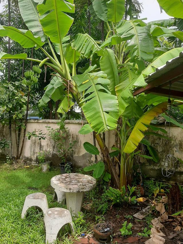บ้านเดี่ยวพร้อมที่ดิน 14