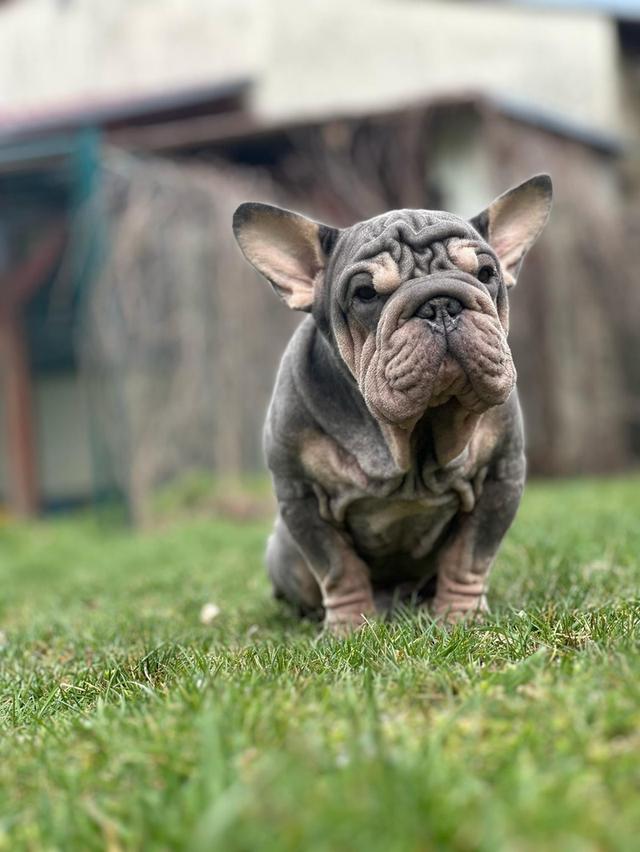 เฟรนช์บูลด็อกกำมะหยี่ Frenchbulldog vevlet big ropr
